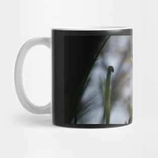 Back-lit Dandelion Flower Mug